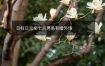 日柱日元坐七杀男易有婚外情