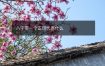 八字带一个正印代表什么