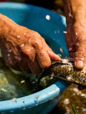 凌晨三点的菜市场，藏着卖鱼人不想告诉你的秘密