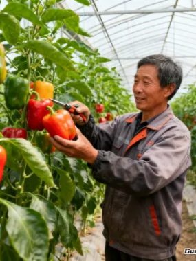 地里刨金有门道，这几种作物让老乡腰包鼓起来