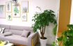 室内风水提升秘籍：选对植物花卉，房间气场焕然一新！