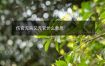 伤官无杀又无官什么意思