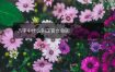 八字中什么叫正官女命呢